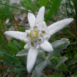 エーデルワイス白い花